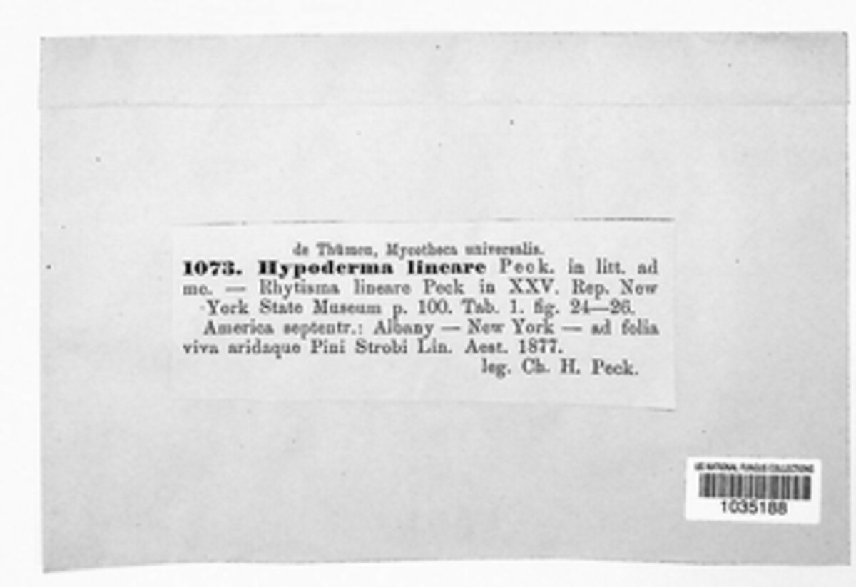 Bifusella image